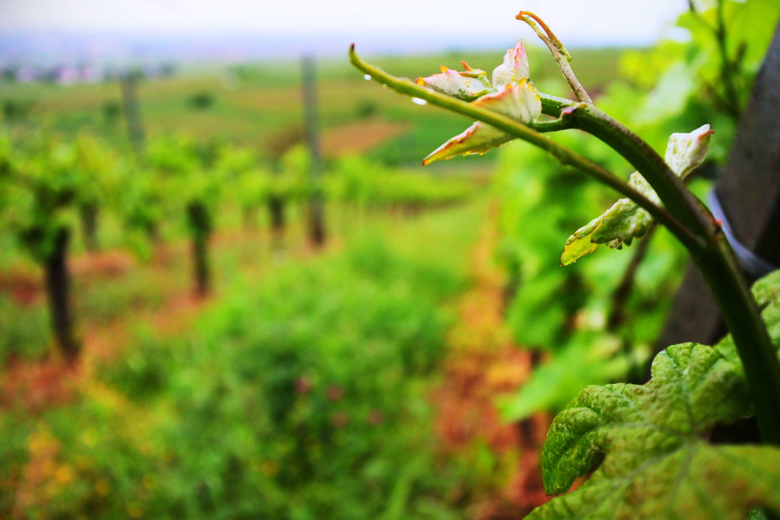 Vineyards Of The ‘Atlas’ | The Wine Region Atlas